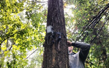 Dispositivi Tree Talker installati in un bosco italiano