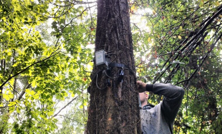 Dispositivi Tree Talker installati in un bosco italiano
