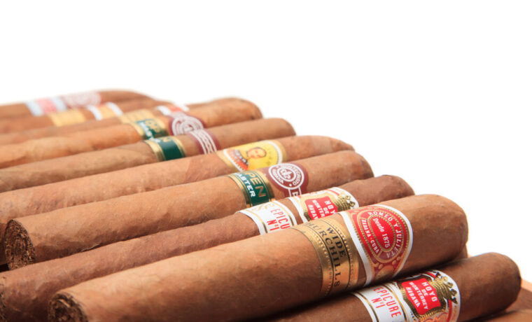 Campo di tabacco Kentucky per la produzione di sigari Toscano