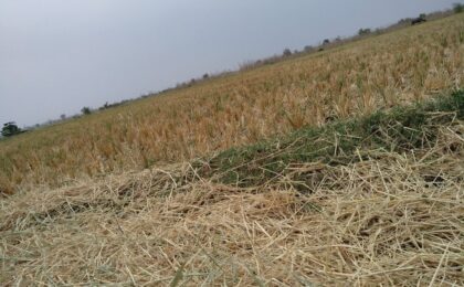 Campo agricolo danneggiato da eventi climatici estremi