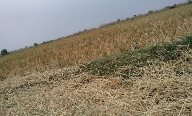 Campo agricolo danneggiato da eventi climatici estremi