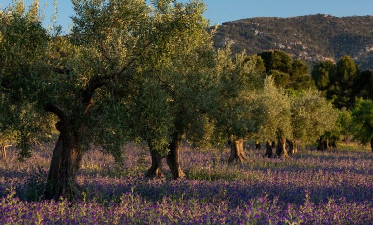 Giacenze di olio d'oliva in Italia