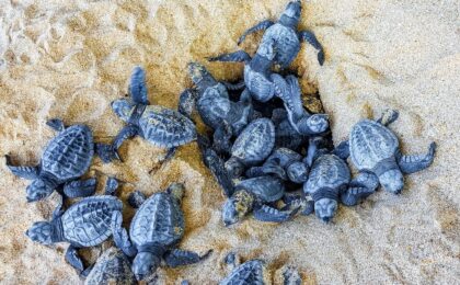 Nido di tartaruga marina Caretta caretta sulla spiaggia