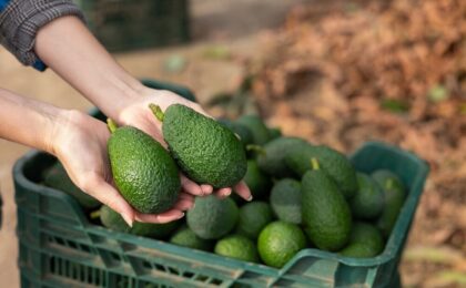 Campi di avocado in Sicilia