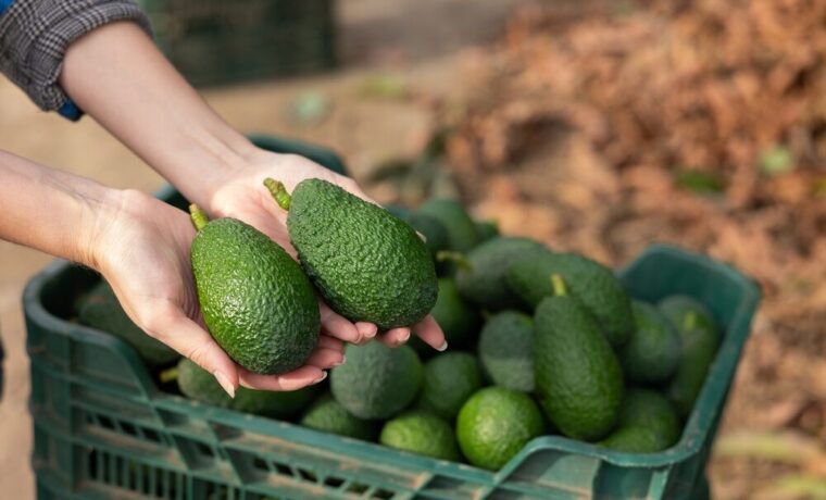Campi di avocado in Sicilia